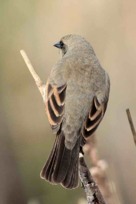 Tordo músico/Bay-winged Cowbird