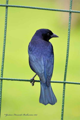 Tordo renegrido/Shiny cowbird