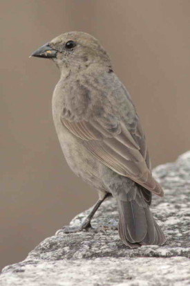 Tordo renegrido/Shiny cowbird