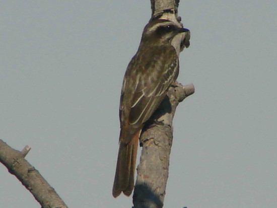 Tuquito rayado/Variegated Flycatcher