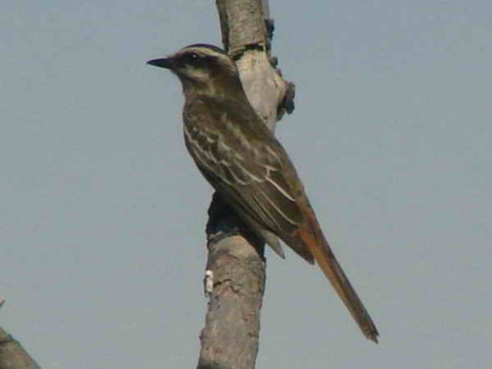 Tuquito rayado/Variegated Flycatcher