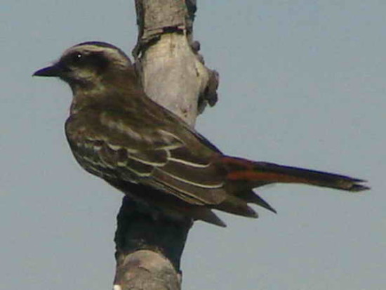 Tuquito rayado/Variegated Flycatcher