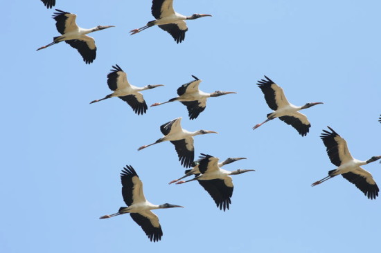 Tuyuyú/Wood Stork