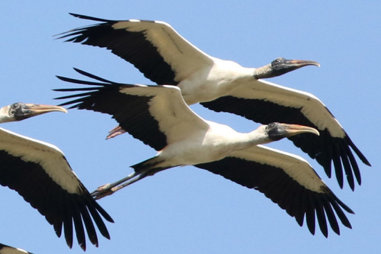 Tuyuyú/Wood Stork