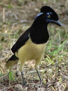 Urraca común/Plsuh-crested Jay