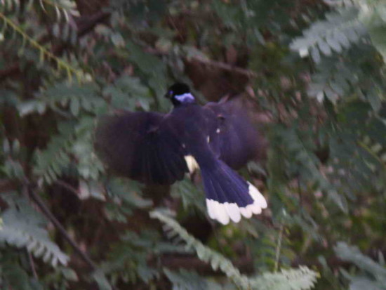 Urraca-común/Plush-crested Jay