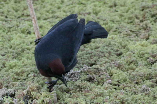 Varillero congo/Chestnut-capped Blackbird