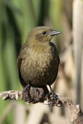 Varillero congo/Chestnut-capped Blackbird