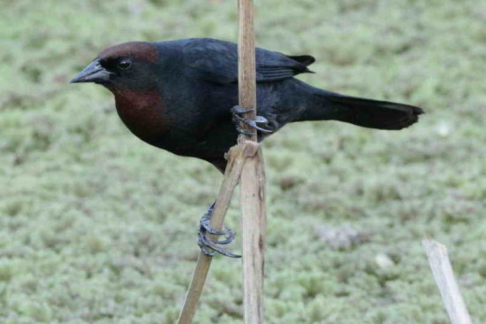 Varillero congo/Chestnut-capped Blackbird