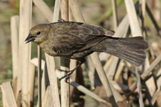 Varillero congo/Chestnut-capped Blackbird