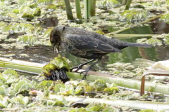 Varillero congo/Chestnut-capped Blackbird