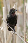 Varillero congo/Chestnut-capped Blackbird