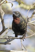 Varillero congo/Chestnut-capped Blackbird