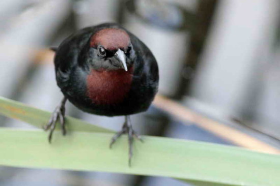 Varillero congo/Chestnut-capped Blackbird