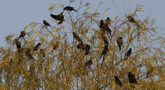 Varillero congo/Chestnut-capped Blackbird