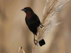 Varillero congo/Chestnut-capped Blackbird