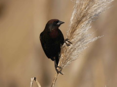 Varillero congo/Chestnut-capped Blackbird