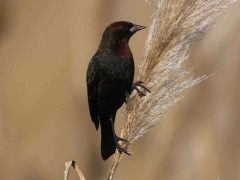 Varillero congo/Chestnut-capped Blackbird