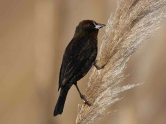 Varillero congo/Chestnut-capped Blackbird