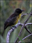 Varillero negro/Unicoloured Blackbird