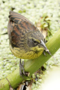 Varillero negro/Unicoloured Blackbird