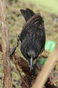 Varillero negro/Unicoloured Blackbird