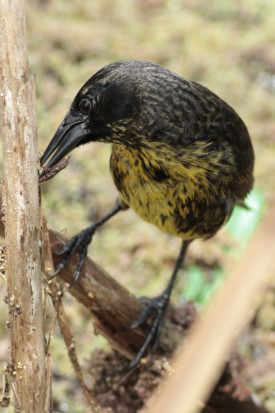 Varillero negro/Unicoloured Blackbird