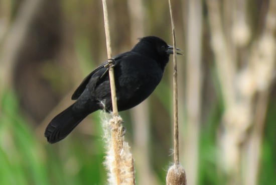 Varillero negro/Unicoloured Blackbird