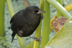 Varillero negro/Unicoloured Blackbird