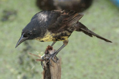 Varillero negro/Unicoloured Blackbird