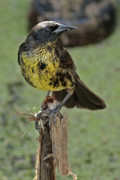 Varillero negro/Unicoloured Blackbird