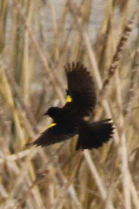 Varillero ala amarilla/Yellow-winged Blackbird