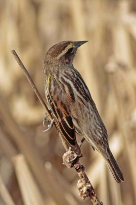 Varillero ala amarilla/Yellow-winged Blackbird