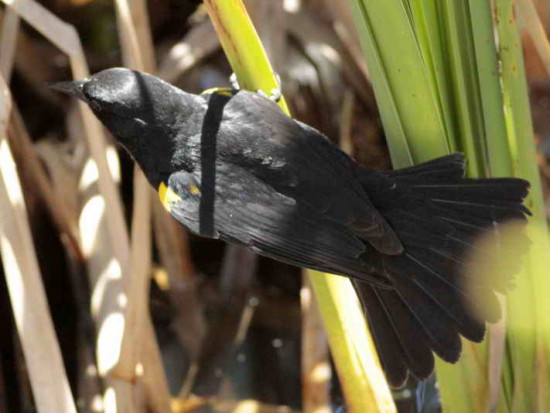 Varillero ala amarilla/Yellow-winged Blackbird