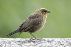 Varillero congo/Chestnut-capped Blackbird