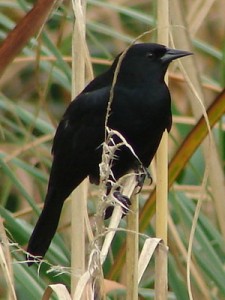 Varillero negro/Unicolored Blackbird