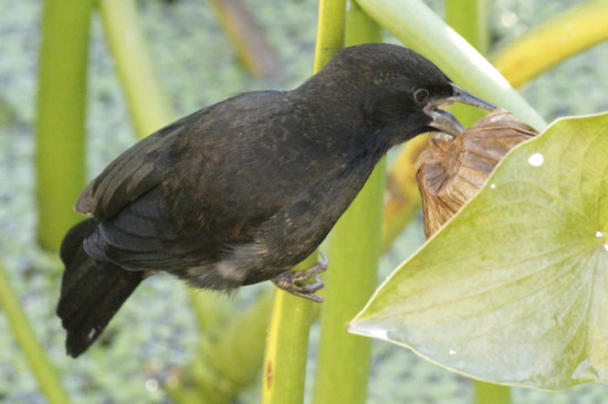 Varillero negro/Unicoloured Blackbird