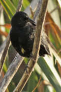 Varillero negro/Unicoloured Blackbird