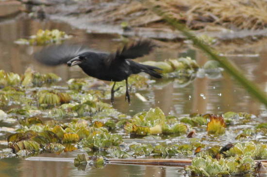 Varillero negro/Unicoloured Blackbird