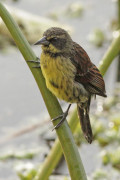 Varillero negro/Unicoloured Blackbird