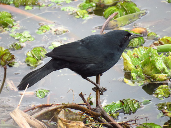 Varillero negro/Unicoloured Blackbird