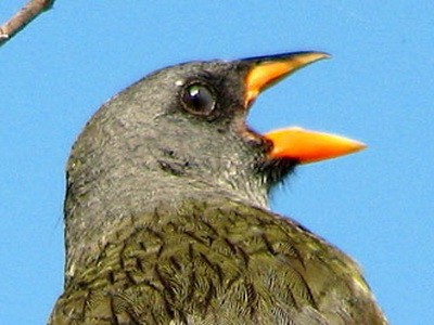Verdón/Great Pampa-Finch