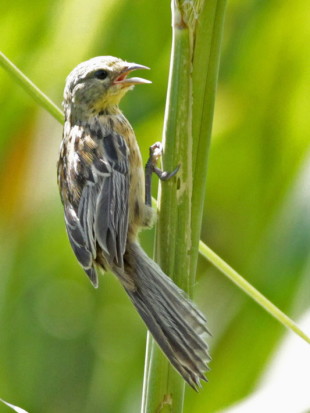 Verdón/Great Pampa-Finch