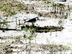 Viudita blanca/Black-backed Water-Tyrant