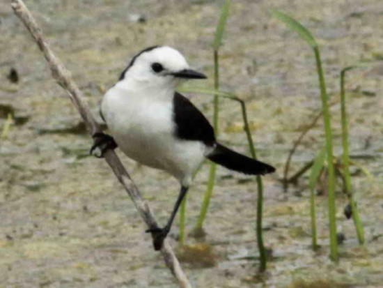 Viudita blanca/Black-backed Water-Tyrant