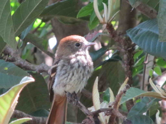 Viudita pico celeste/Blue-billed Black-Tyrant