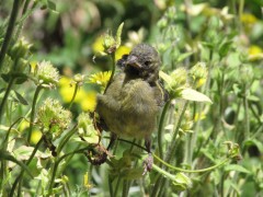 Cabecitanegra común/Hooded Siskin