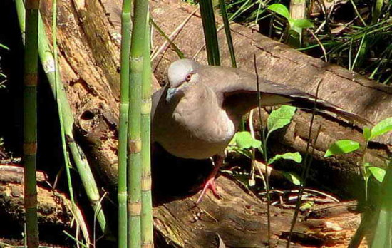 Yerutí común/White-tipped Dove