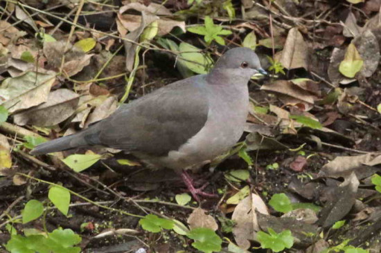 Yerutí común/White-tipped Dove