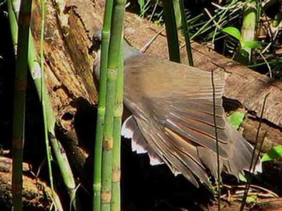 Yerutí común/White-tipped Dove